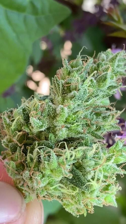 Purple Punch Auto outdoor - Terra Preta + water grow
