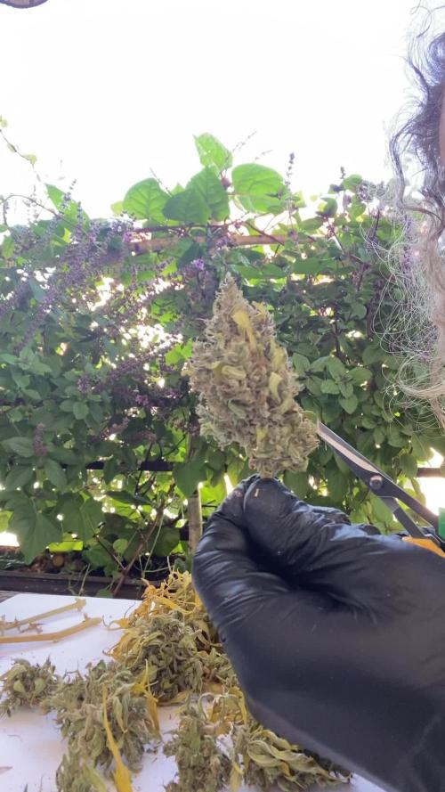 Purple Punch Auto outdoor - Terra Preta + water grow