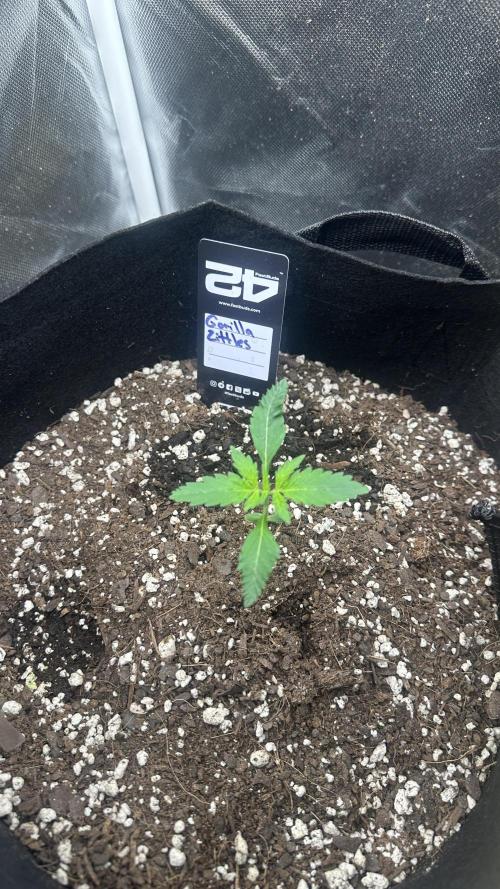 Gorilla Zittles Fastbuds. Week 3