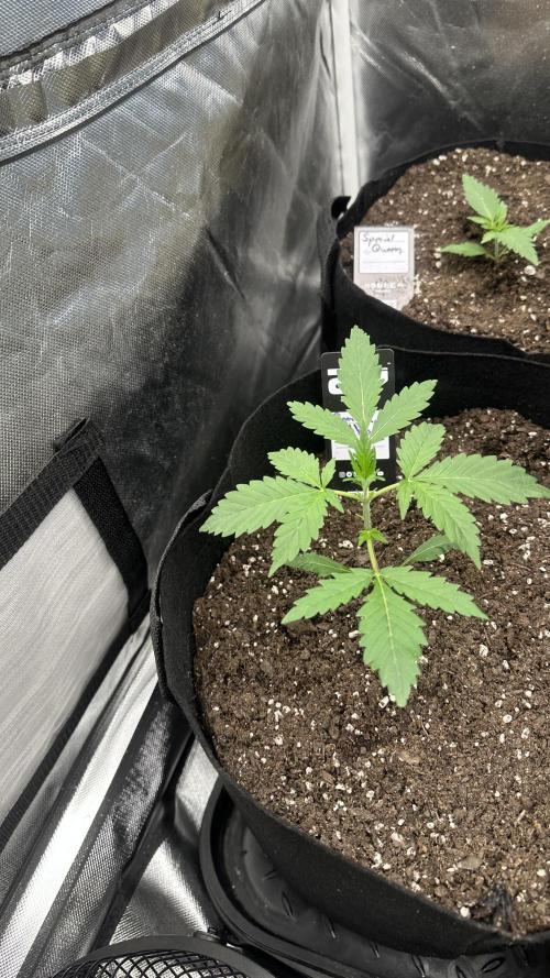 Gorilla Zittles Fastbuds. Week 4