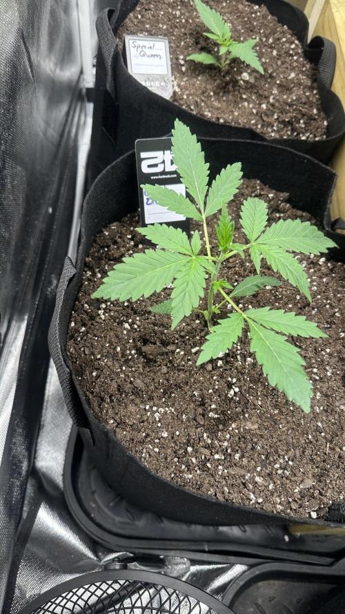 Gorilla Zittles Fastbuds. Week 4