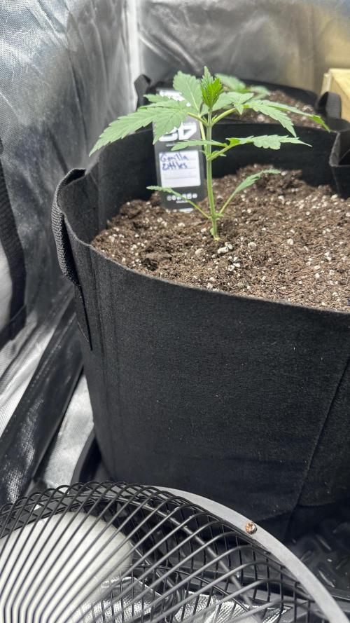 Gorilla Zittles Fastbuds. Week 4