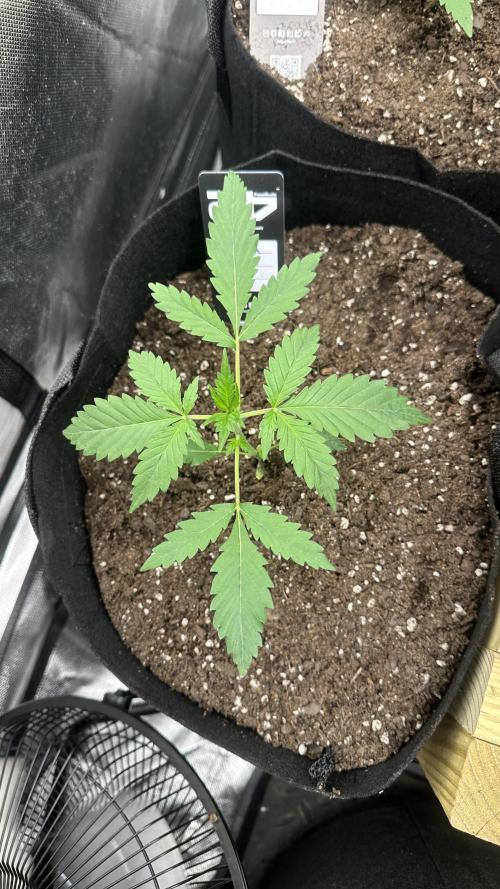 Gorilla Zittles Fastbuds. Week 4