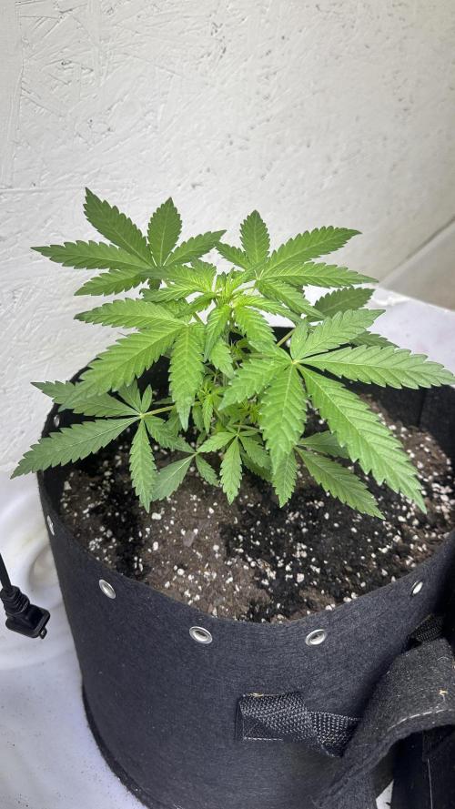 Purple Kush x Gorilla Glue Auto. Week 7