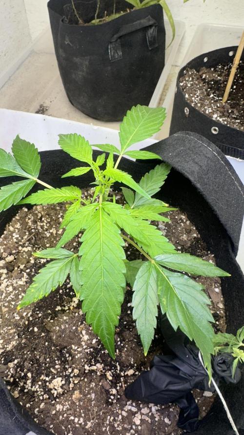 Purple Kush x Gorilla Glue Auto. Week 7