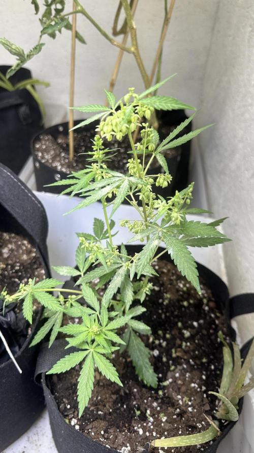 Purple Kush x Gorilla Glue Auto. Week 7