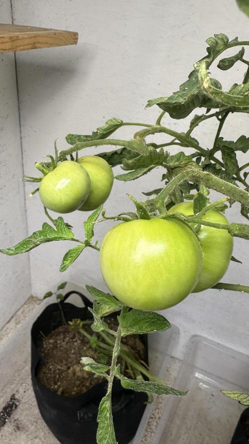 Purple Kush x Gorilla Glue Auto. Week 7