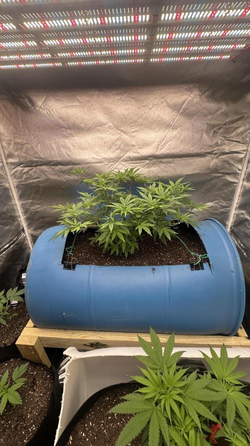 Purple Panty Dropper 55 gallon barrel. Week 10