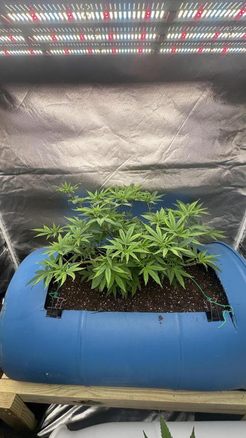 Purple Panty Dropper 55 gallon barrel. Week 10