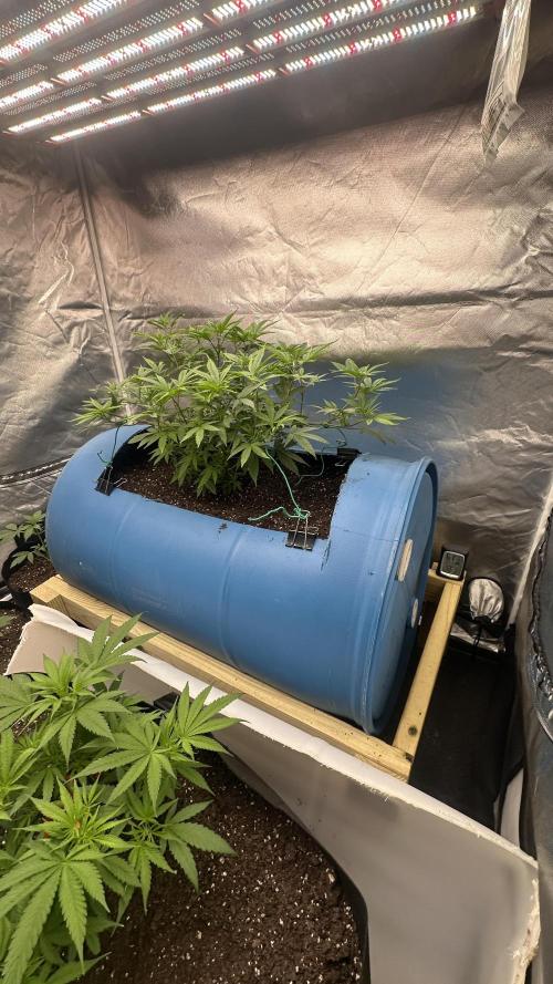 Purple Panty Dropper 55 gallon barrel. Week 10