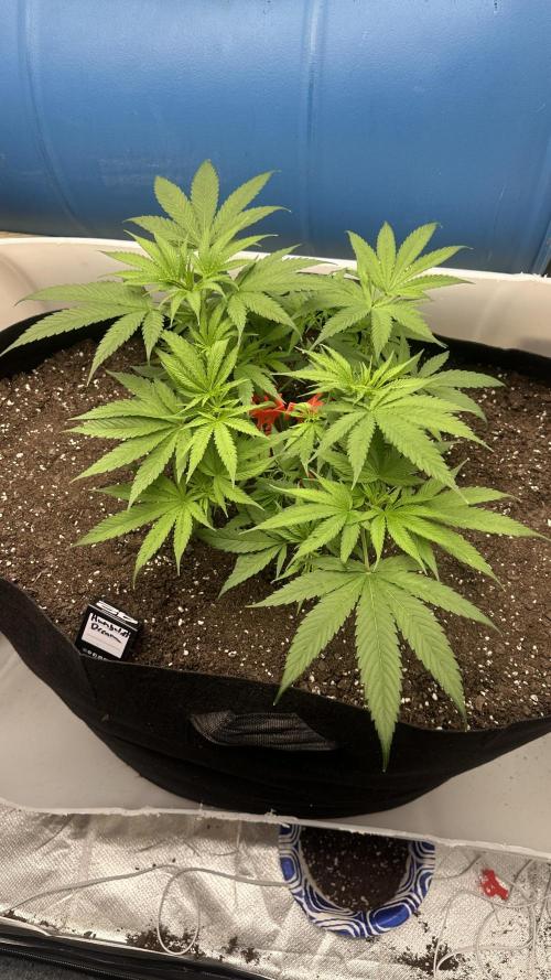Humboldt Dream 30 gallon grow bag. Week 6