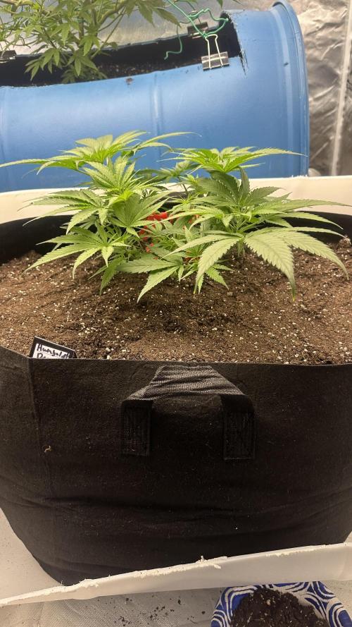 Humboldt Dream 30 gallon grow bag. Week 6