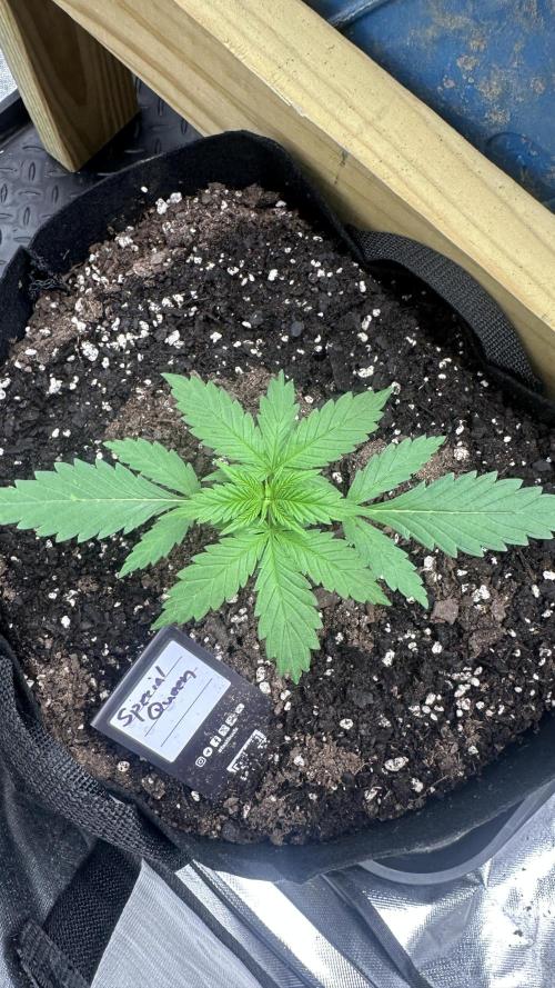 Giant Sativas Crossing For Seeds. Week 3