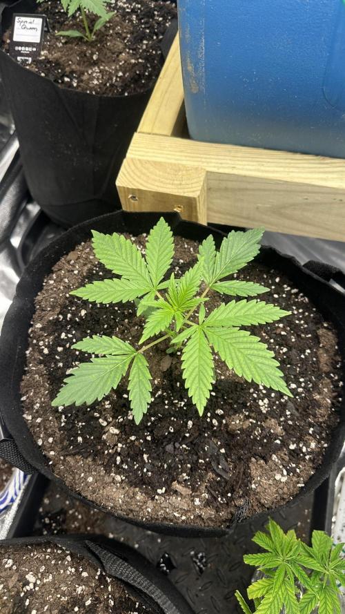 Giant Sativas Crossing For Seeds. Week 3