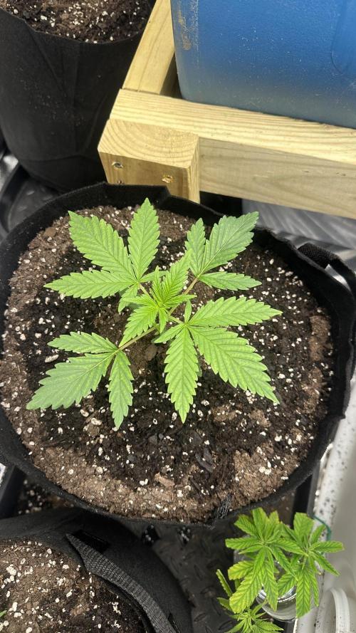 Giant Sativas Crossing For Seeds. Week 3