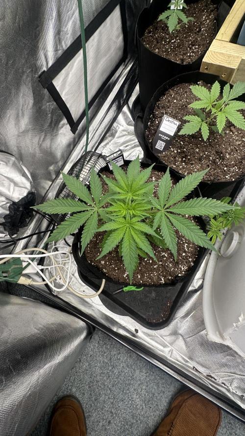 Blueberry Muffin. Week 5