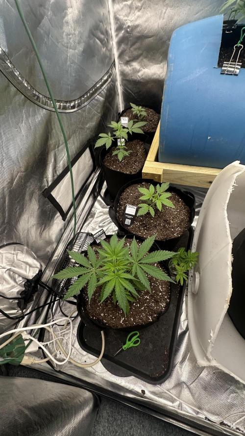 Blueberry Muffin. Week 5