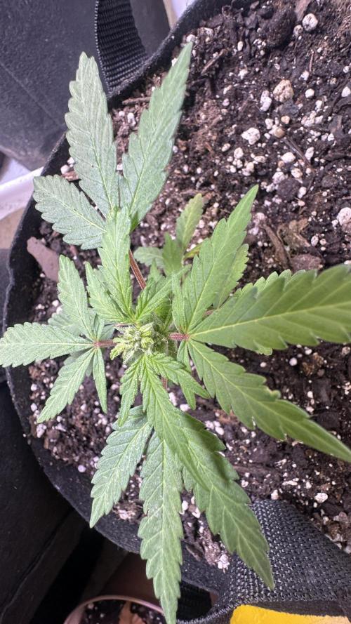 Purple Kush x Gorilla Glue Auto. Week 8