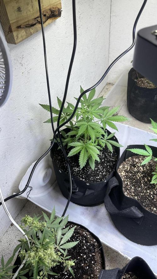 Purple Kush x Gorilla Glue Auto. Week 8