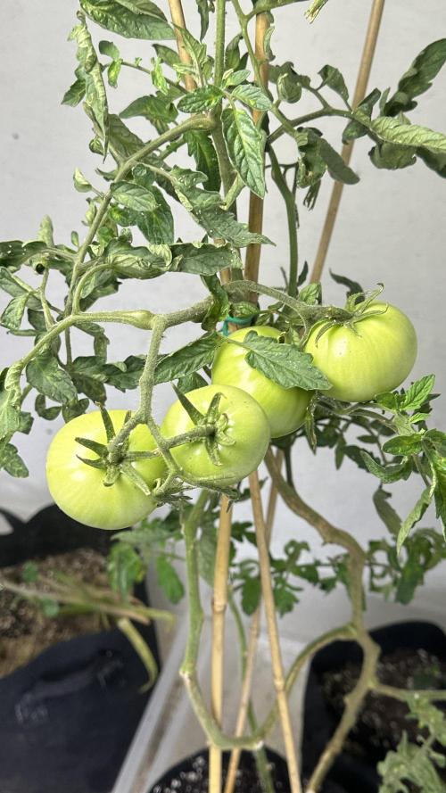 Purple Kush x Gorilla Glue Auto. Week 8