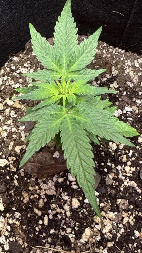 Purple Kush x Gorilla Glue Auto. Week 8