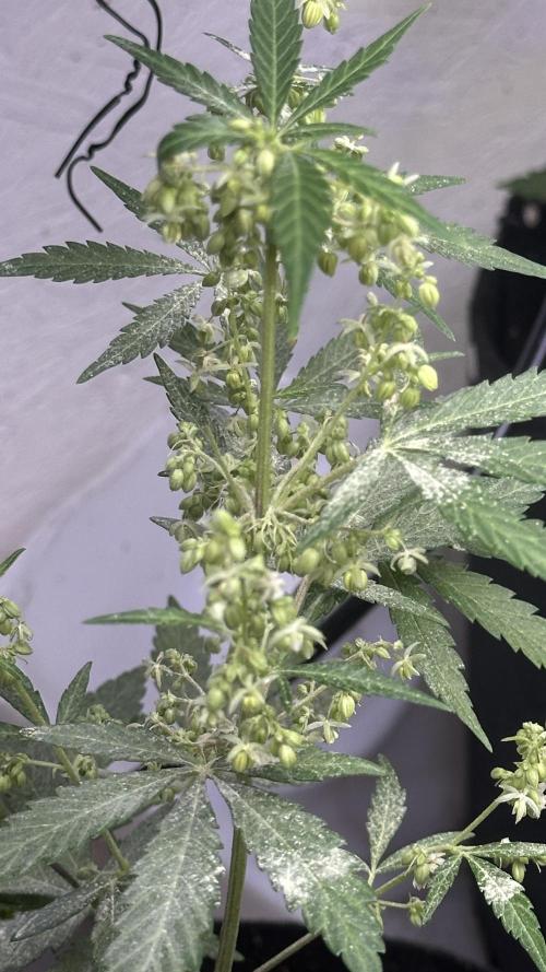 Purple Kush x Gorilla Glue Auto. Week 8