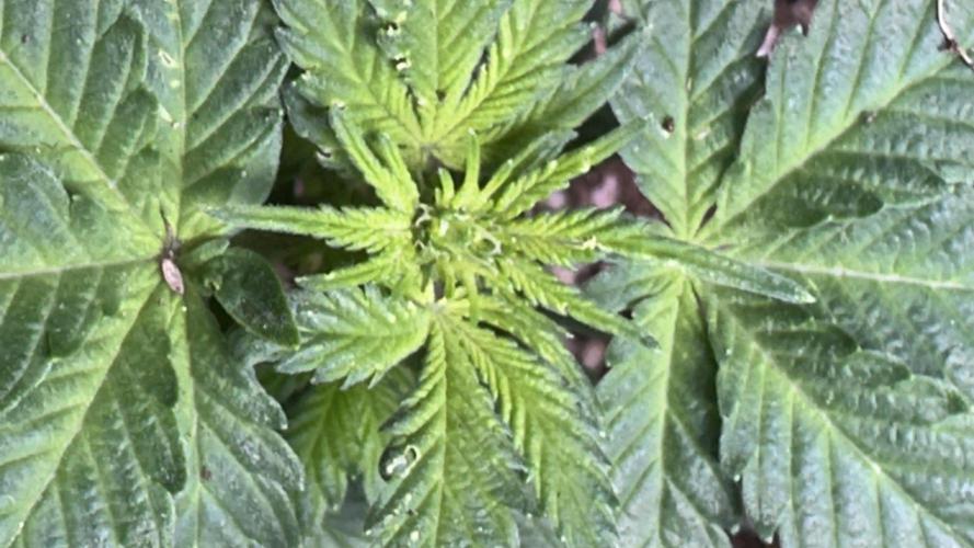 Purple Kush x Gorilla Glue Auto. Week 8