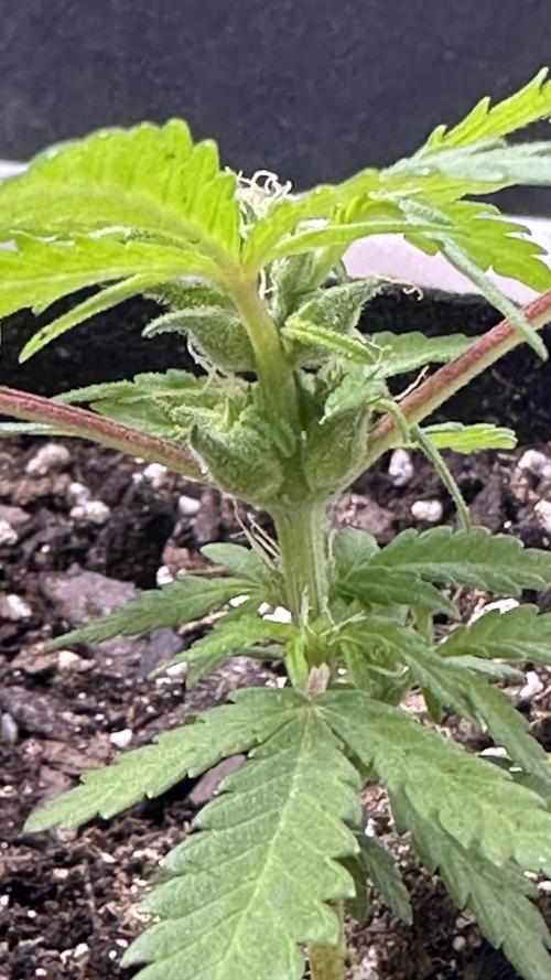 Purple Kush x Gorilla Glue Auto. Week 8