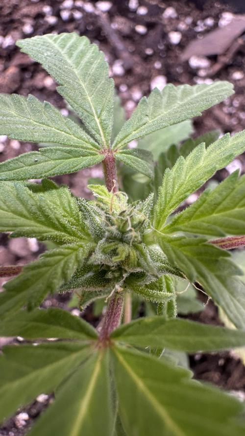 Purple Kush x Gorilla Glue Auto. Week 8