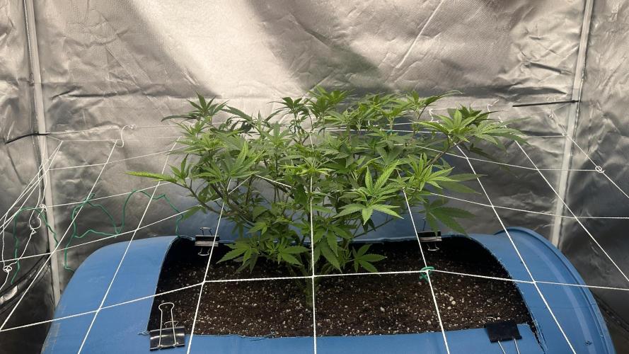 Purple Panty Dropper 55 gallon barrel. Week 11