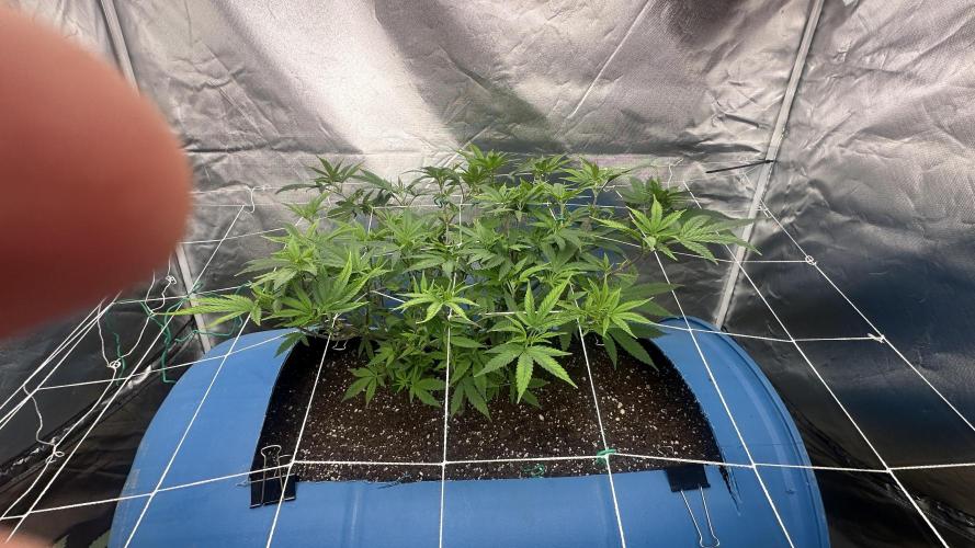 Purple Panty Dropper 55 gallon barrel. Week 11