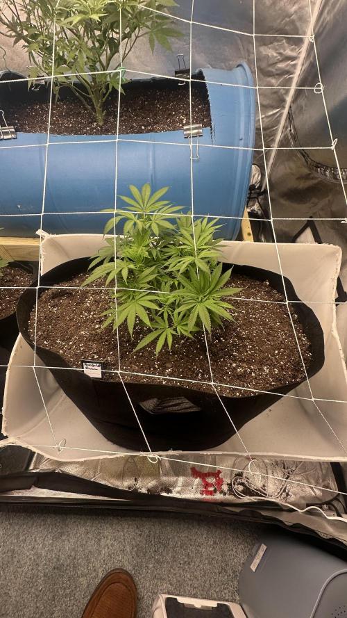 Humboldt Dream 30 gallon grow bag. Week 7