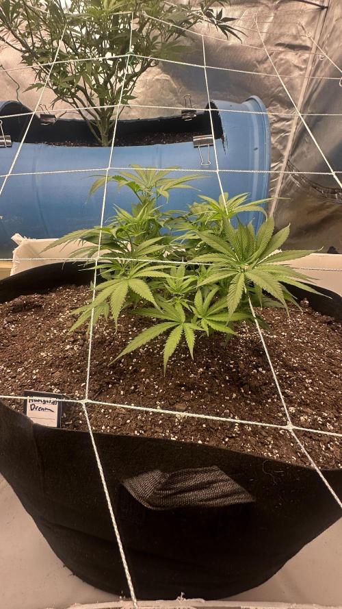 Humboldt Dream 30 gallon grow bag. Week 7