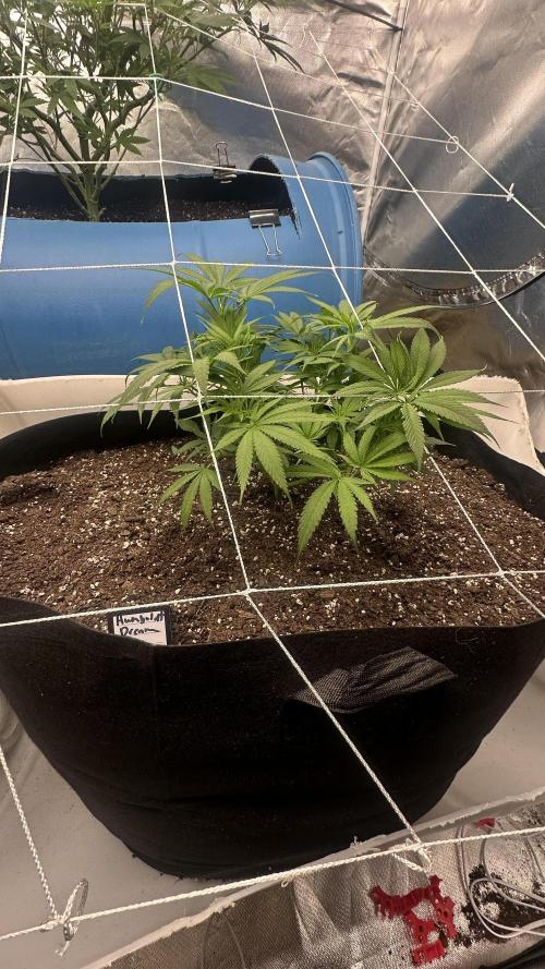 Humboldt Dream 30 gallon grow bag. Week 7