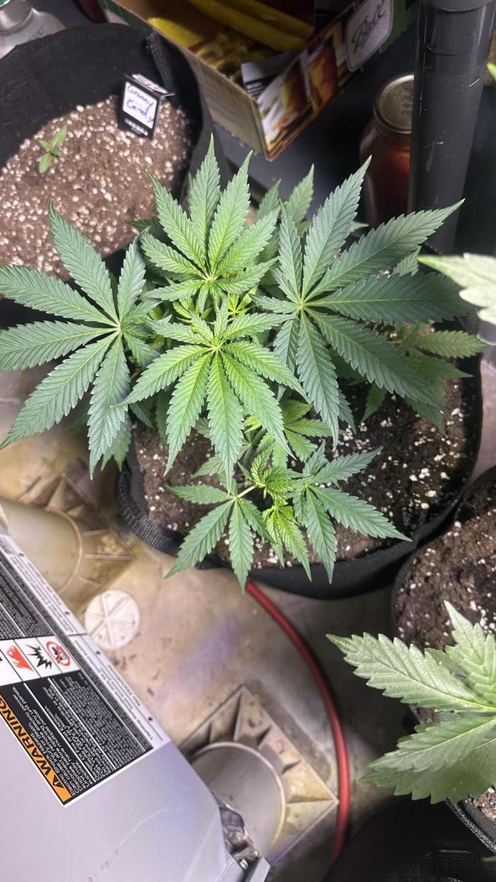 Blueberry Muffin. Week 6