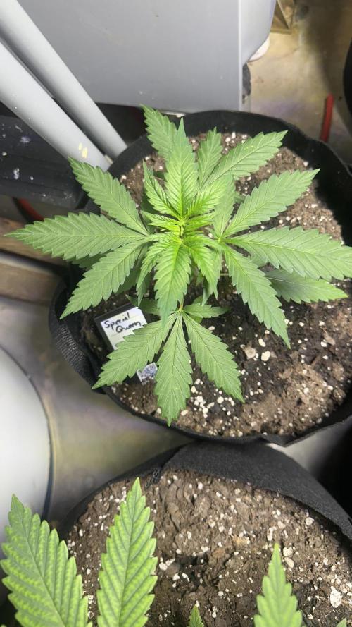 Giant Sativas Crossing For Seeds. Week 4