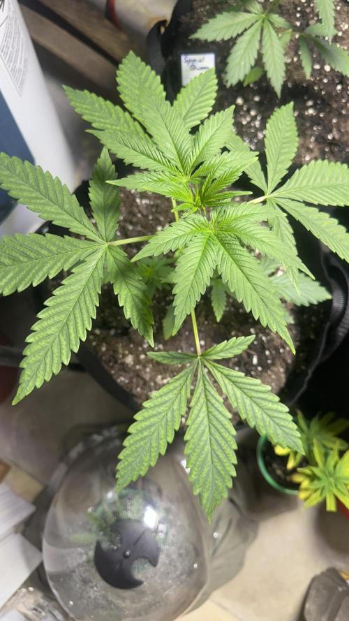 Giant Sativas Crossing For Seeds. Week 4