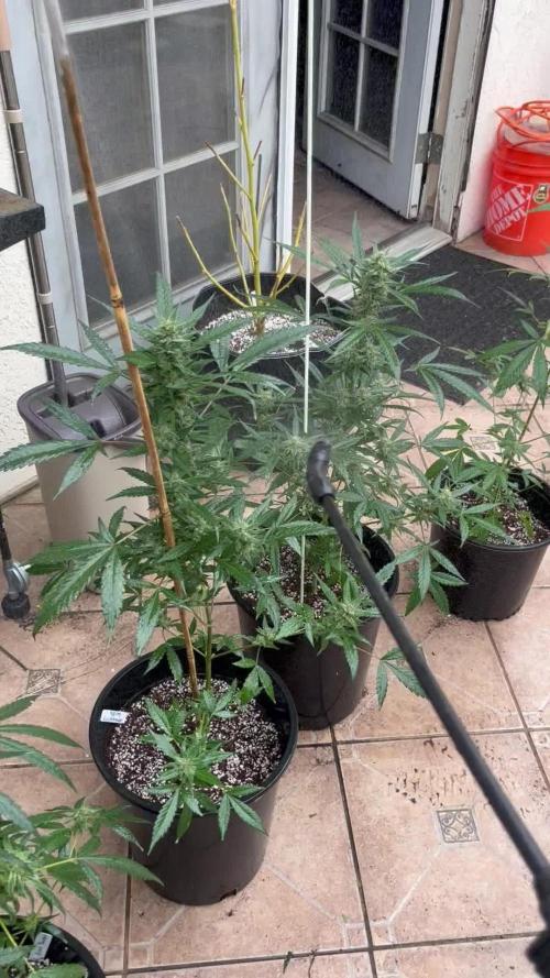 420 fastbuds #2