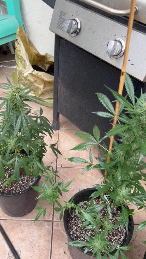 420 fastbuds #2