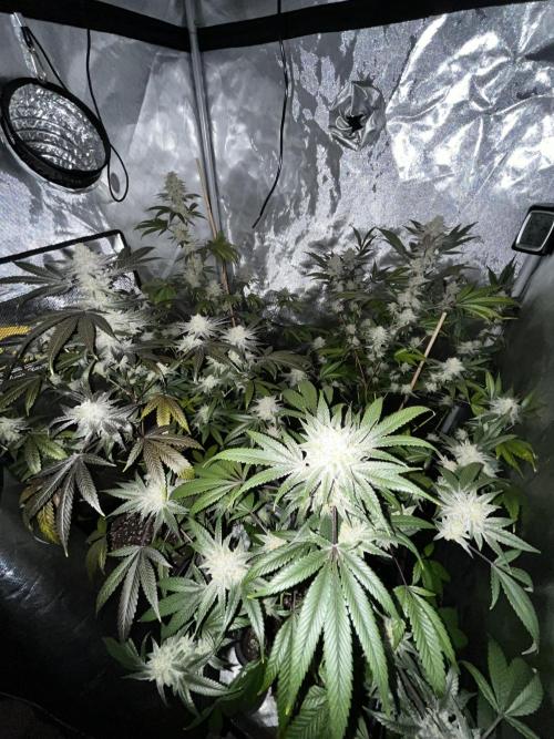 blueberry cupcake. Week 9