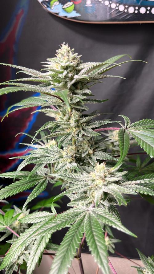 blueberry cupcake. Week 9