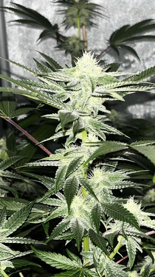 blueberry cupcake. Week 9