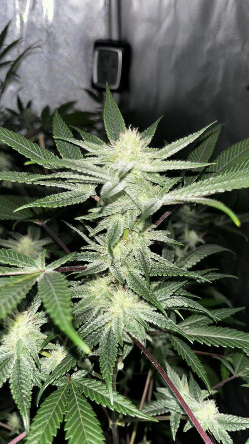 blueberry cupcake. Week 9