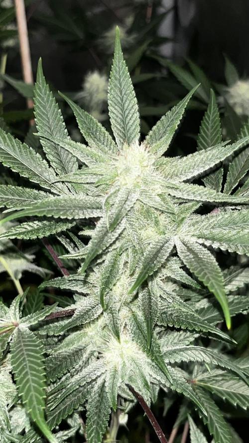 blueberry cupcake. Week 9