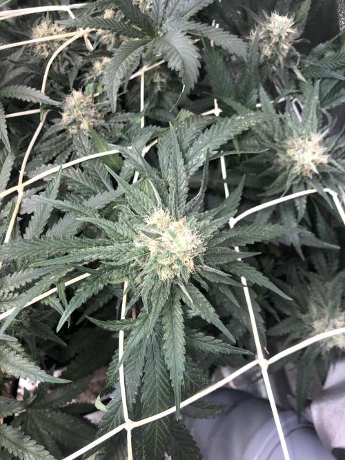 Gorilla Fast Gutmut Saatgut. Week 8