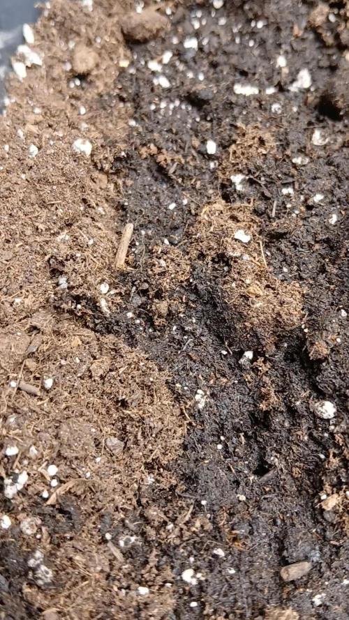 Original strain FastBuds