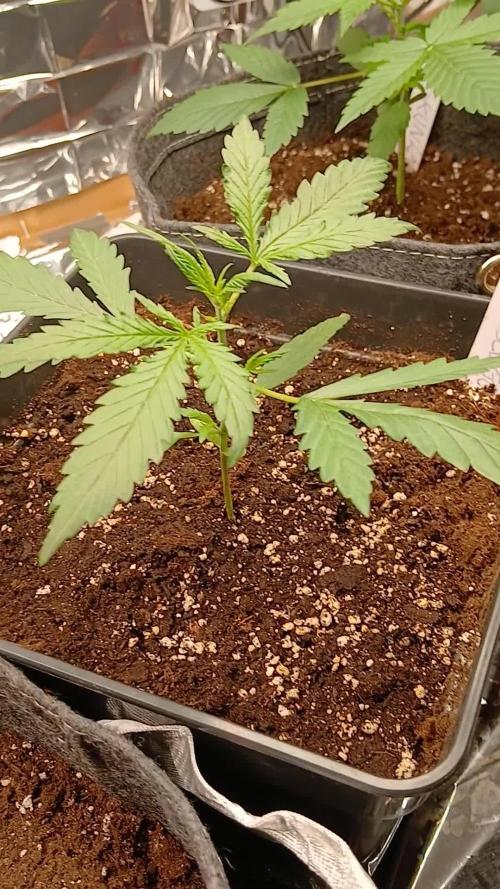 Original strain FastBuds