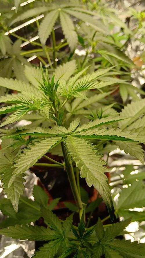 Original strain FastBuds