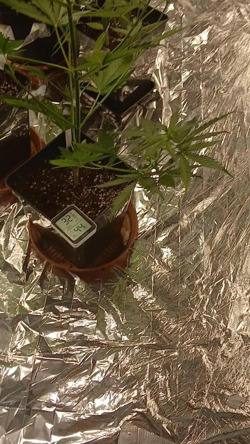 Original strain FastBuds