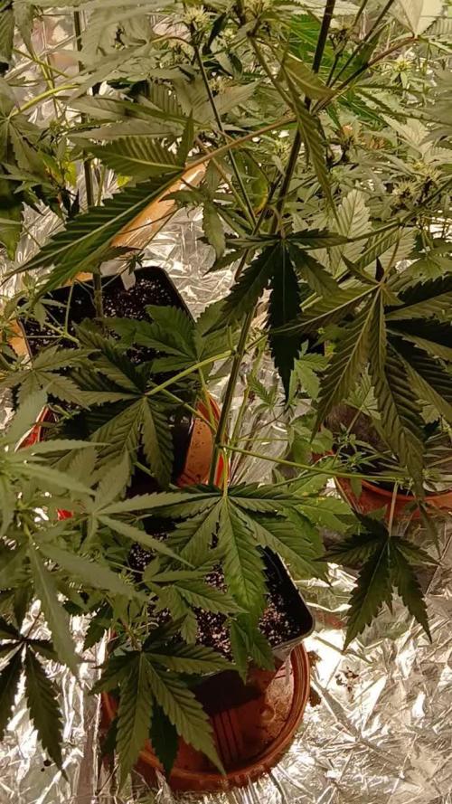 Original strain FastBuds